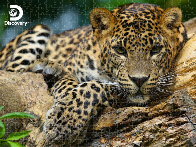 Leopard Discovery 3D Jigsaw Puzzle 10474 500 Piece 24"x18"
