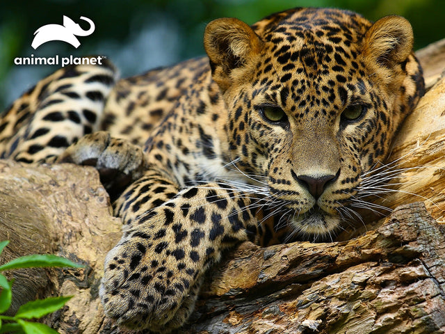 Leopard Discovery 3D Jigsaw Puzzle 10474 500 Piece 24"x18"