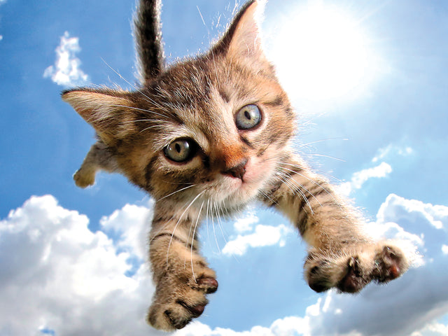 Sparkles in the Sky Pounce Seth Casteel 3D Jigsaw Puzzle 10724 48 Piece 12"x9"