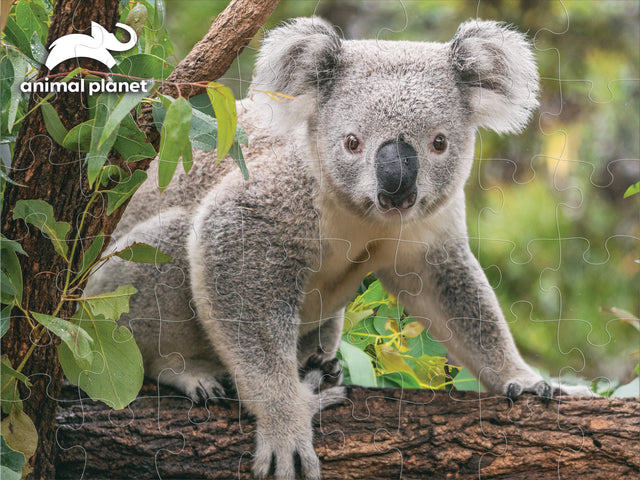 Koala Discovery 3D Jigsaw Puzzle 10790 48 Piece 12"x9"