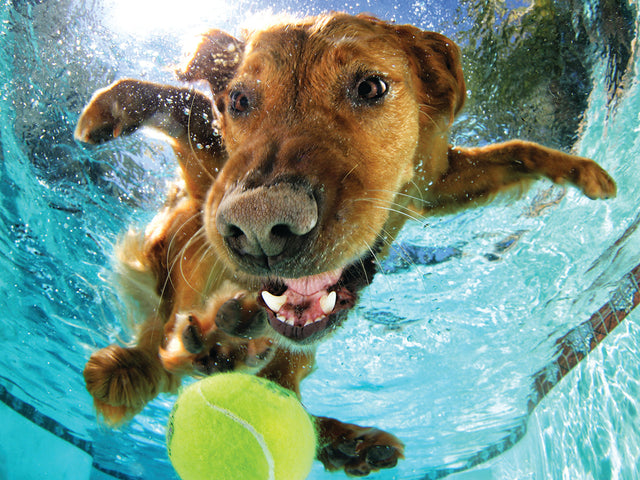 Underwater Dogs Ricochet 3D Jigsaw Puzzle 20021 500 Piece 24"x18"
