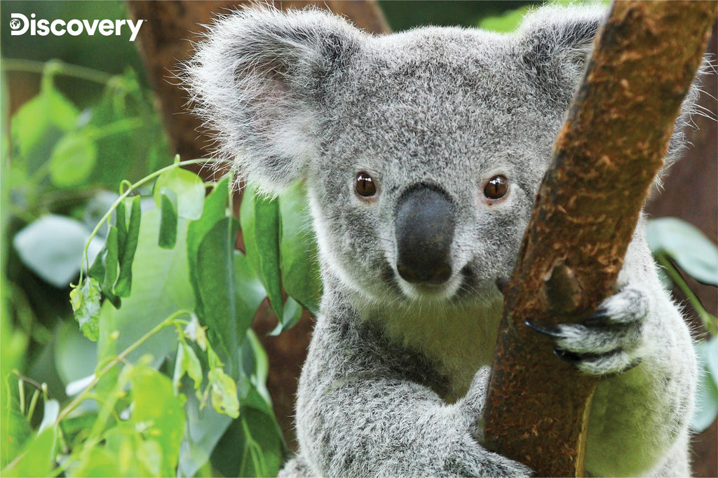 10960-US-KOALA-PUZ_1024x.jpg?v