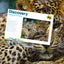 Leopard Discovery 3D Jigsaw Puzzle 10474 500 Piece 24"x18"