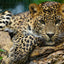 Leopard Discovery 3D Jigsaw Puzzle 10474 500 Piece 24"x18"