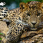 Leopard Discovery 3D Jigsaw Puzzle 10474 500 Piece 24"x18"