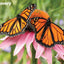 Monarch Butterfly Discovery 3D Jigsaw Puzzle 10654 63 Piece 12"x9"