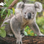 Koala Discovery 3D Jigsaw Puzzle 10790 48 Piece 12"x9"
