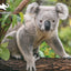 Koala Discovery 3D Jigsaw Puzzle 10790 48 Piece 12"x9"