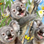 Koala Selfie Howard Robinson 3D Jigsaw Puzzle Plush Toy 15805 48 Piece 12"x9"