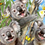 Koala Selfie Howard Robinson 3D Jigsaw Puzzle Plush Toy 15805 48 Piece 12"x9"