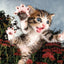 Chicken Pounce Seth Casteel 3D Jigsaw Puzzle 20013 500 Piece 24"x18"