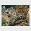 Leopard Discovery 3D Jigsaw Puzzle 10474 500 Piece 24"x18"