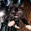 Puzzlr Snookums Pounce 3D Jigsaw Puzzle 10405 500pc 24x18"