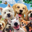 Puzzlr Dog Selfie Howard Robinson 3D Jigsaw Puzzle 10539 48pc 12x9"