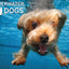Puzzlr Brady Underwater Dogs 3D Jigsaw Puzzle 10560 100pc 12x9"