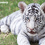 Puzzlr White Tiger Discovery 3D Jigsaw Puzzle 10711 63pc 12x9"