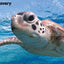 Puzzlr Sea Turtle Discovery 3D Jigsaw Puzzle 10715 63pc 12x9"