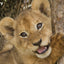 Puzzlr Lion Cub Discovery 3D Jigsaw Puzzle 10959 150pc 18x12"
