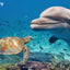 Puzzlr Dolphin & Turtle Discovery 3D Jigsaw Puzzle 10964 150pc 18x12"