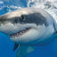 Puzzlr Great White Shark Discovery - Shark Week 3D Jigsaw Puzzle 20028 500pc  24x18"