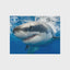 Great White Shark Discovery - Shark Week 3D Jigsaw Puzzle 20028 500pc  24x18"