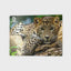Leopard Discovery 3D Jigsaw Puzzle 10474 500 Piece 24"x18"